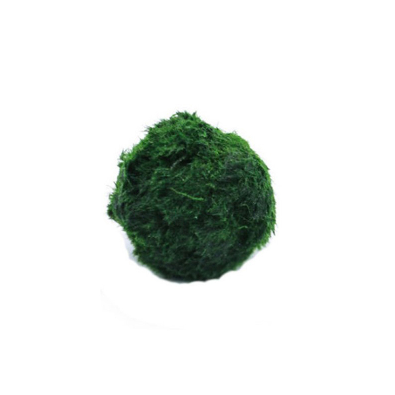 Bola Lumut Marimo Tanaman Akua - Terrarium Moss Art ulasan dan harga