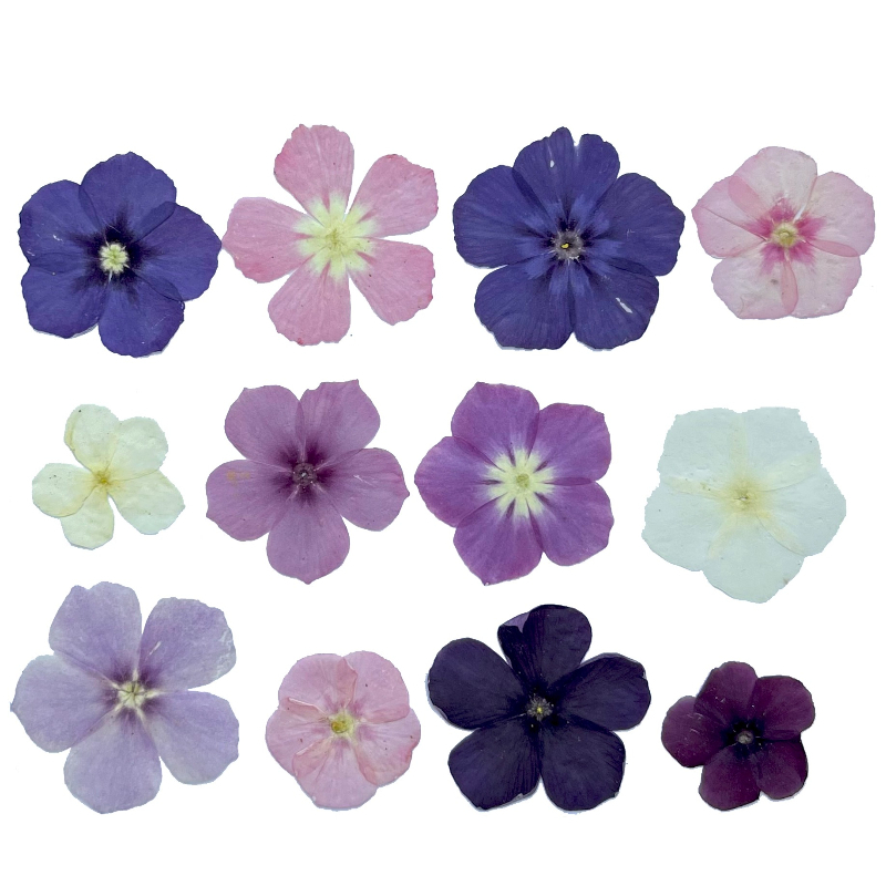 12pcs, Bunga Kering Tekan Semi - Resin Craft Ideas ulasan dan harga